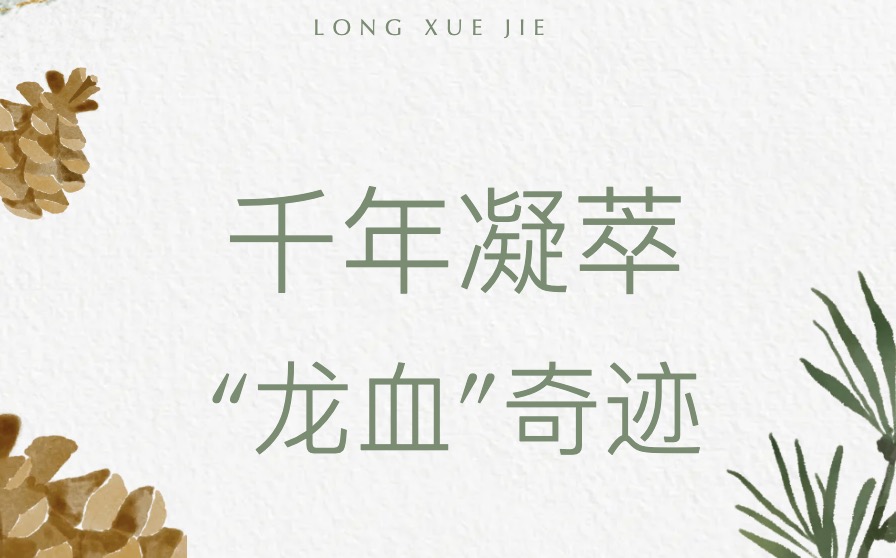 千年凝萃，以紅補紅，“龍血”奇跡