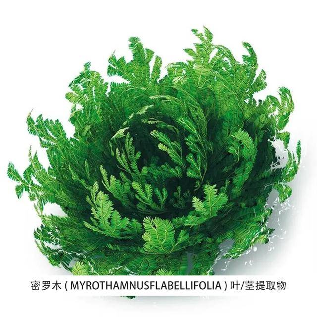 密羅木提取液